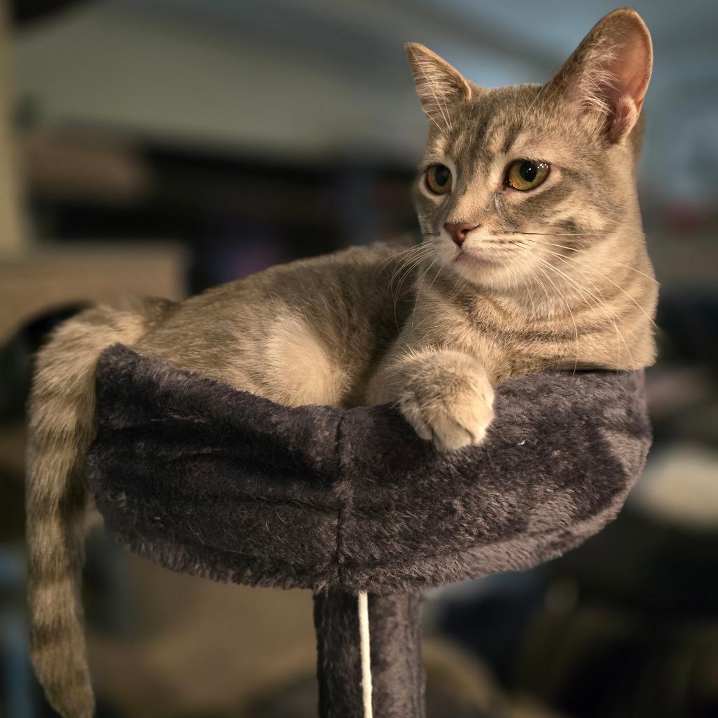 Enlarge Cher, a Adoptable Domestic Short Hair in Talent, OR image 1/6