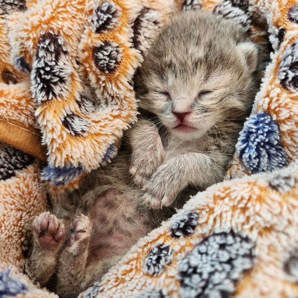 Enlarge Cher, a Adoptable Domestic Short Hair in Talent, OR image 2/6