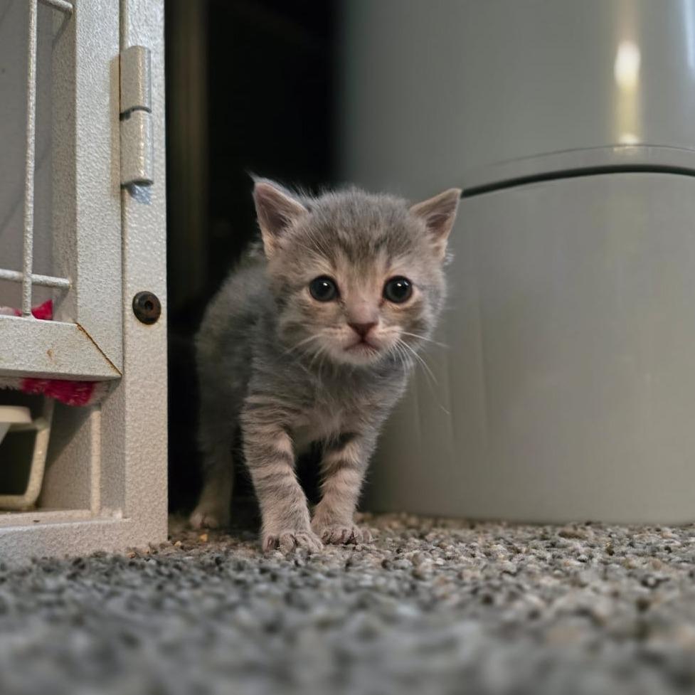 Enlarge Cher, a Adoptable Domestic Short Hair in Talent, OR image 3/6