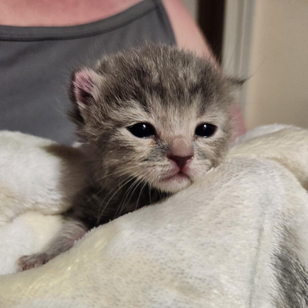 Enlarge Cher, a Adoptable Domestic Short Hair in Talent, OR image 4/6