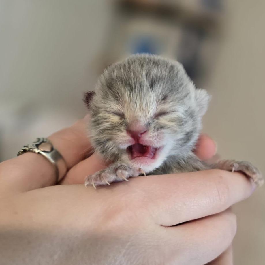 Enlarge Cher, a Adoptable Domestic Short Hair in Talent, OR image 5/6