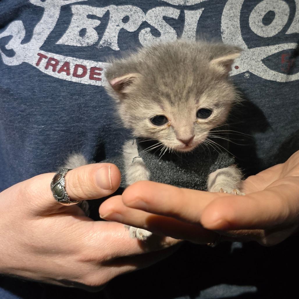 Enlarge Cher, a Adoptable Domestic Short Hair in Talent, OR image 6/6