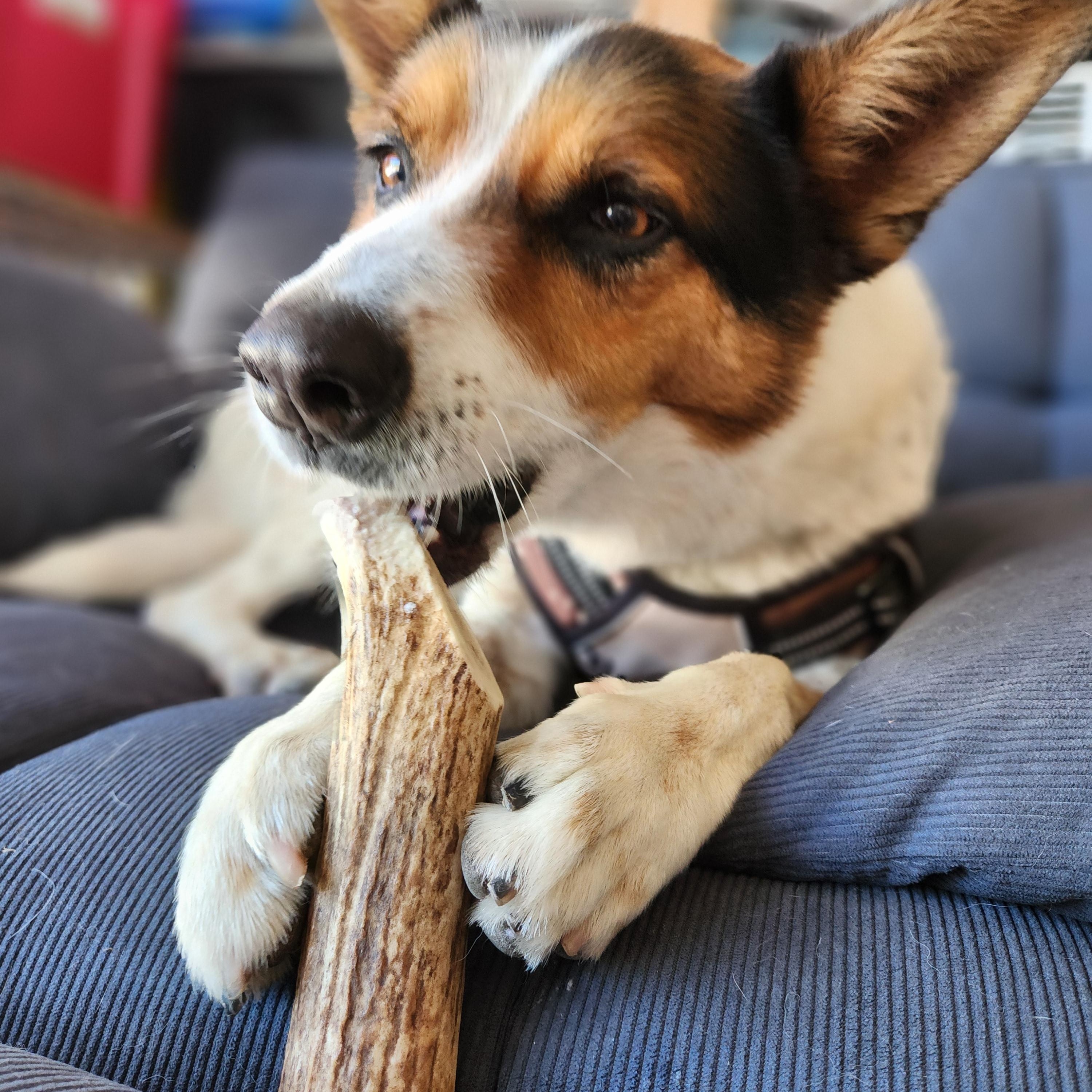 Hero, a ADOPTABLE mixed breed in Killeen, TX image 4/6