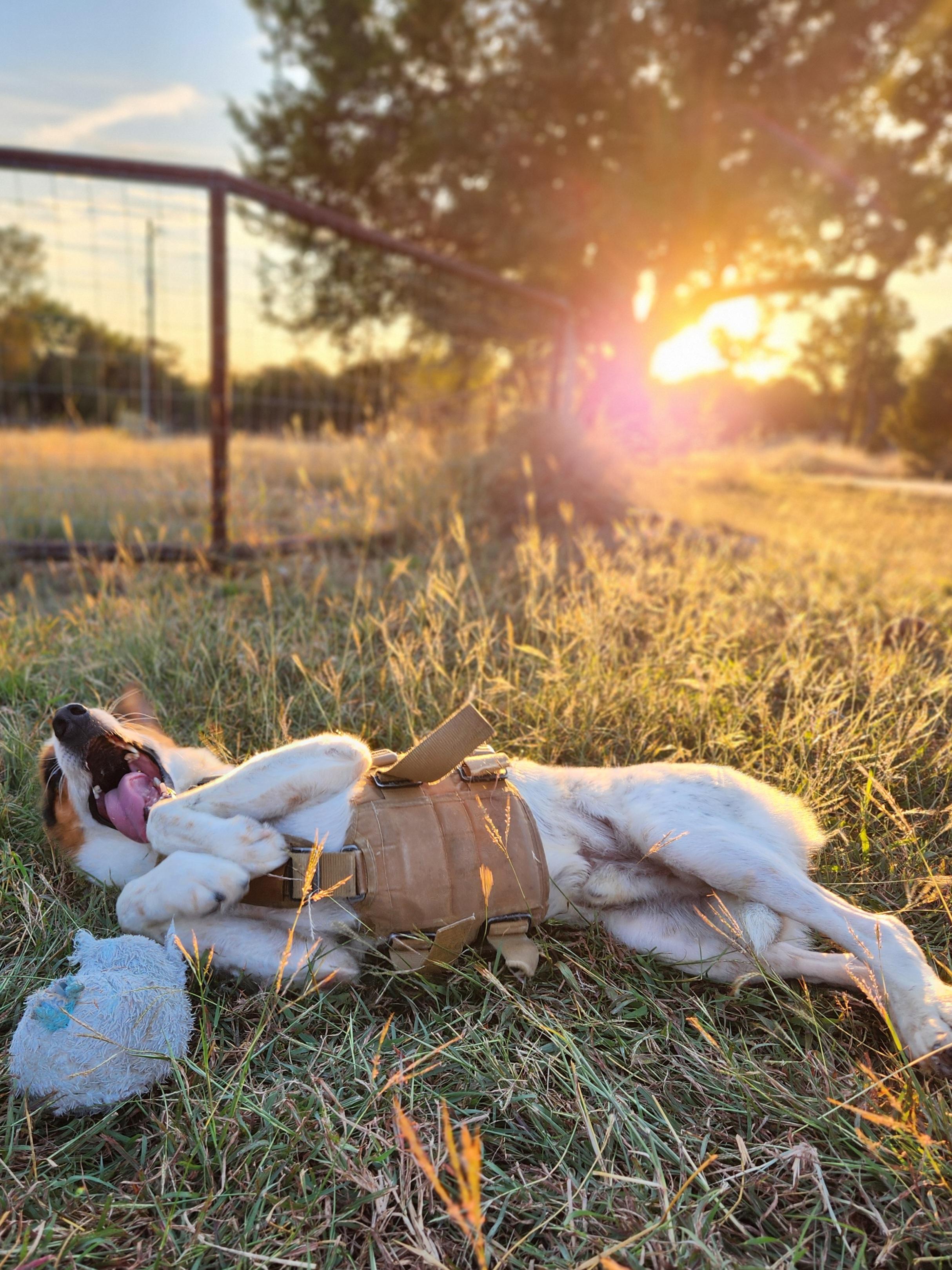 Hero, a ADOPTABLE mixed breed in Killeen, TX image 5/6
