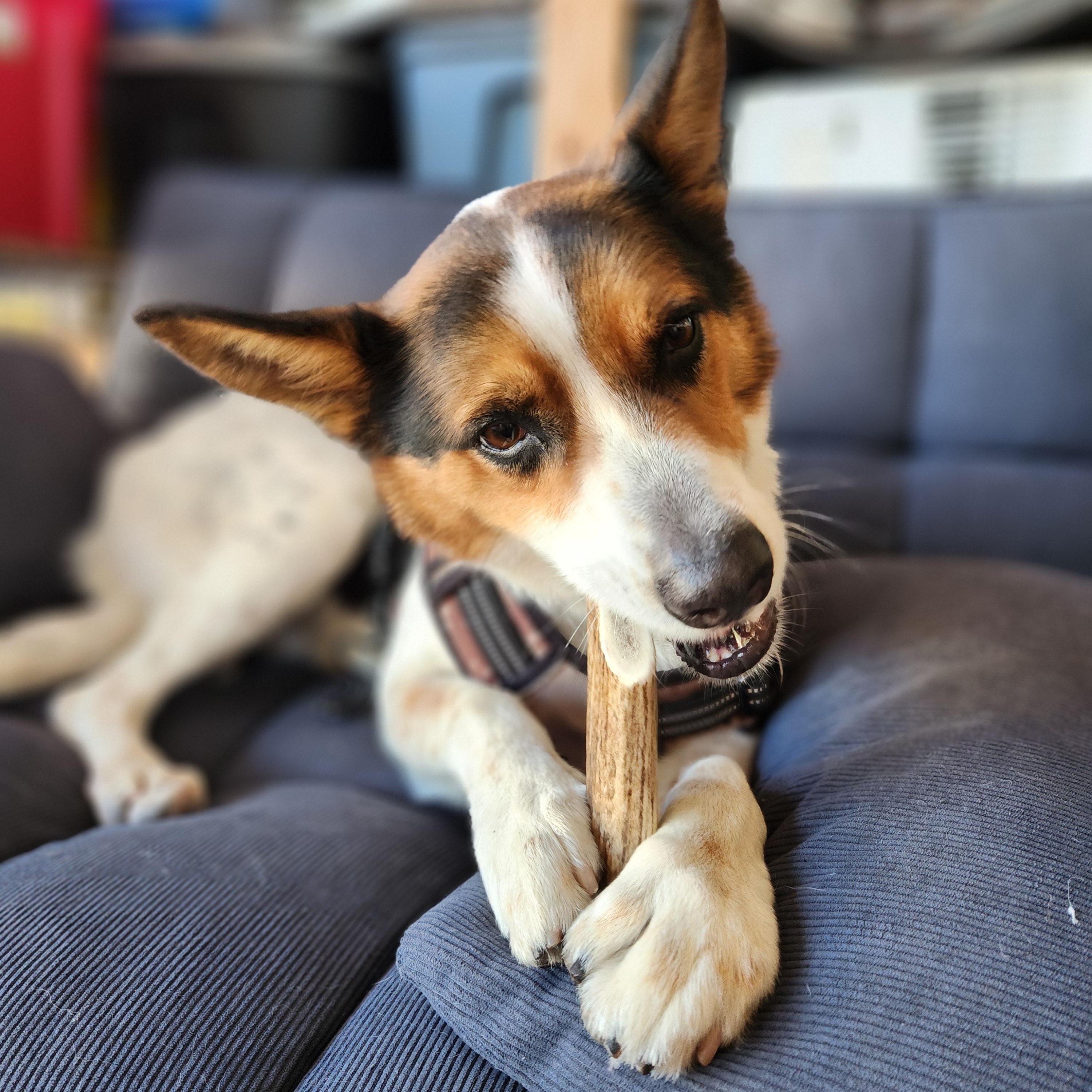 Hero, a ADOPTABLE mixed breed in Killeen, TX image 3/6
