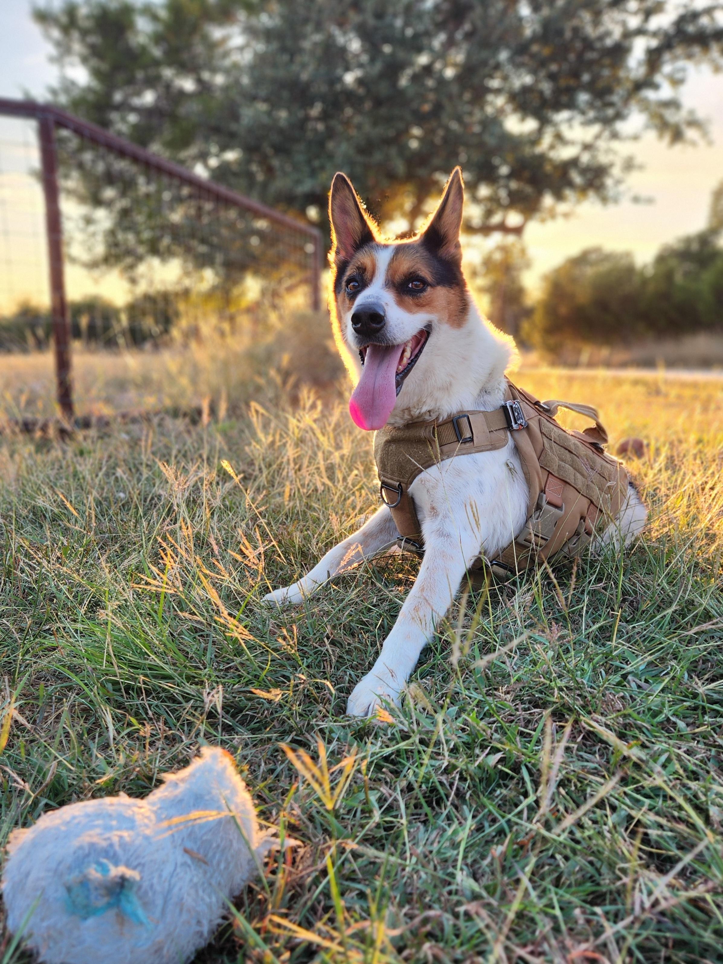 Hero, a ADOPTABLE mixed breed in Killeen, TX image 1/6
