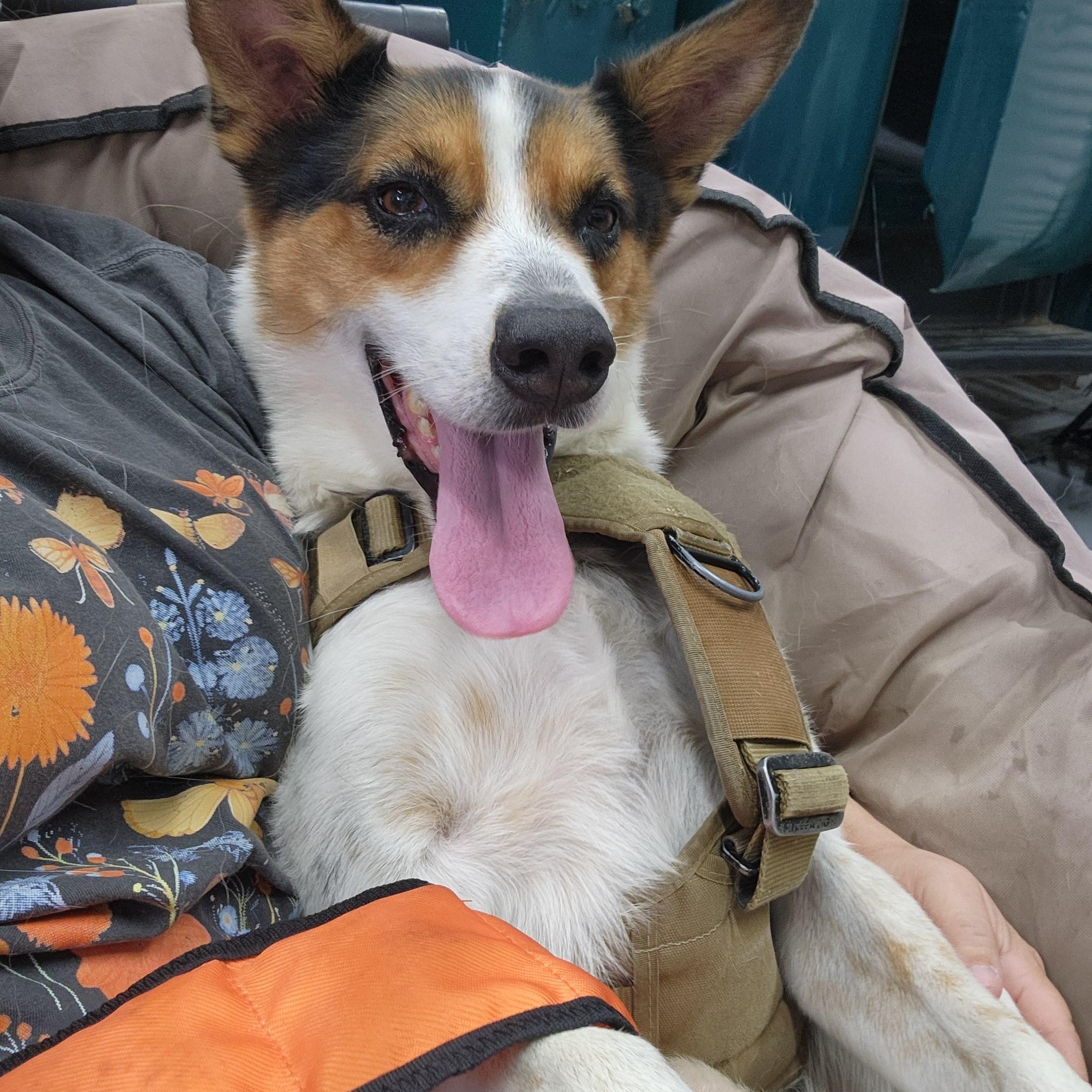 Hero, a ADOPTABLE mixed breed in Killeen, TX image 6/6