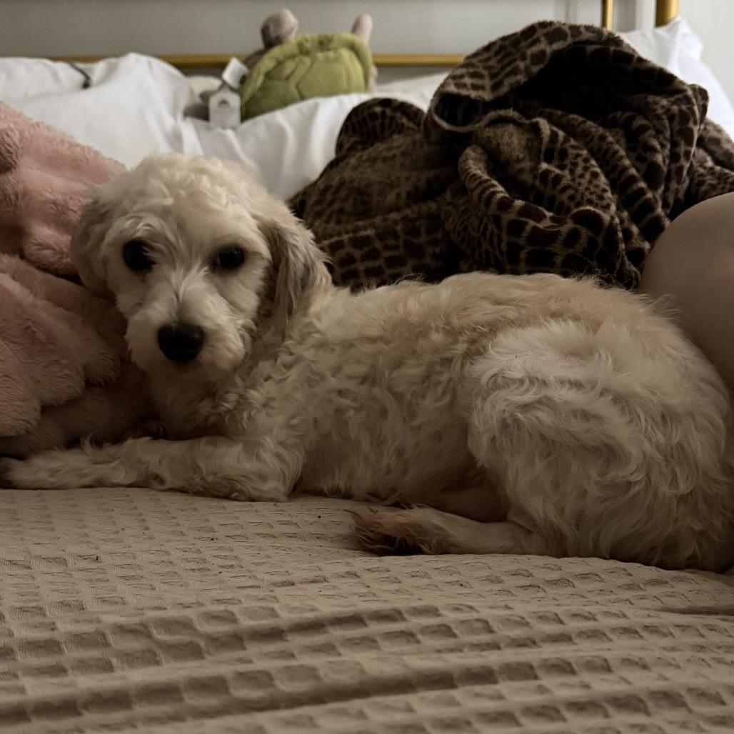 Carl, Adoptable, Young Male Havanese.