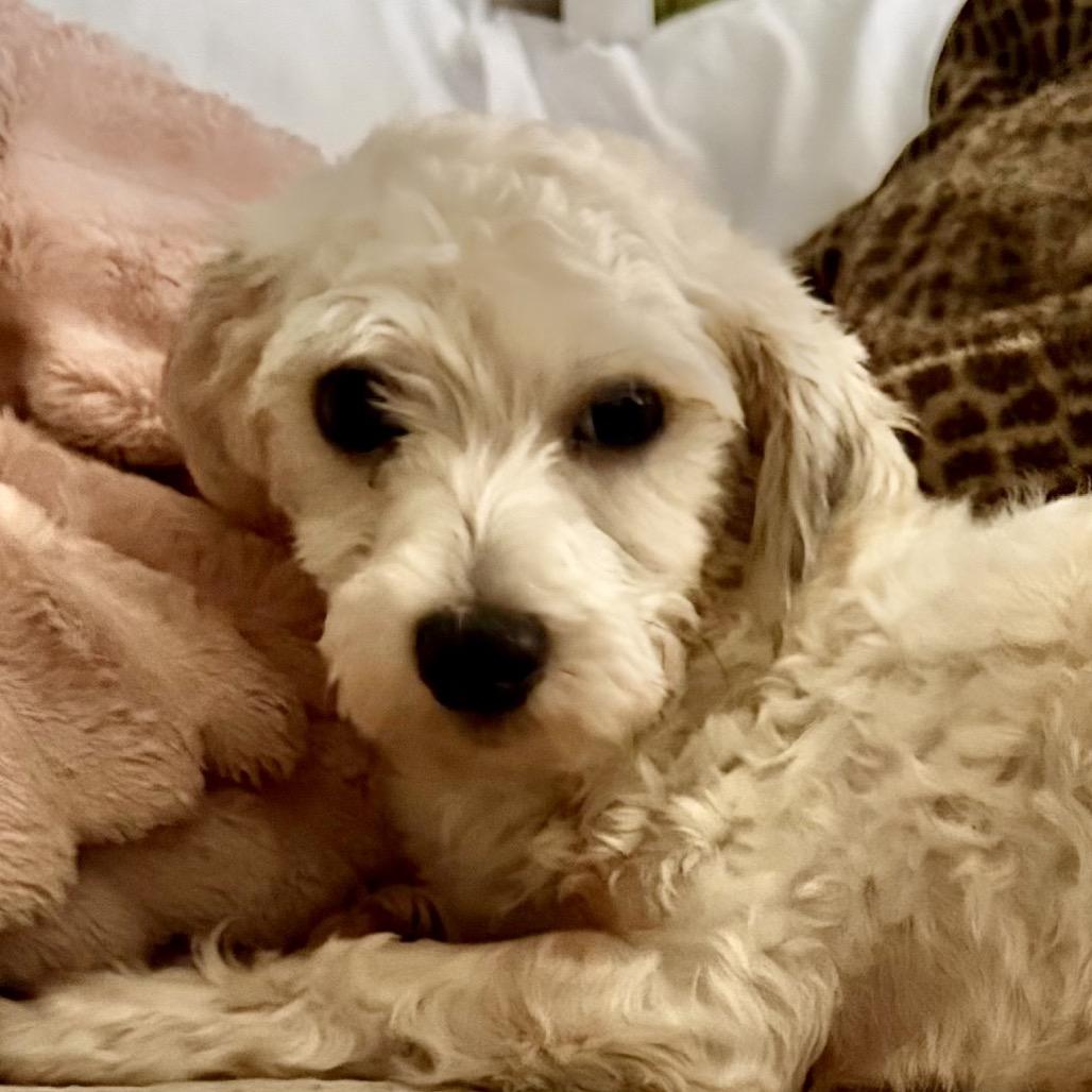 Enlarge Carl, a Adoptable Havanese in Cincinnati, OH image 2/3