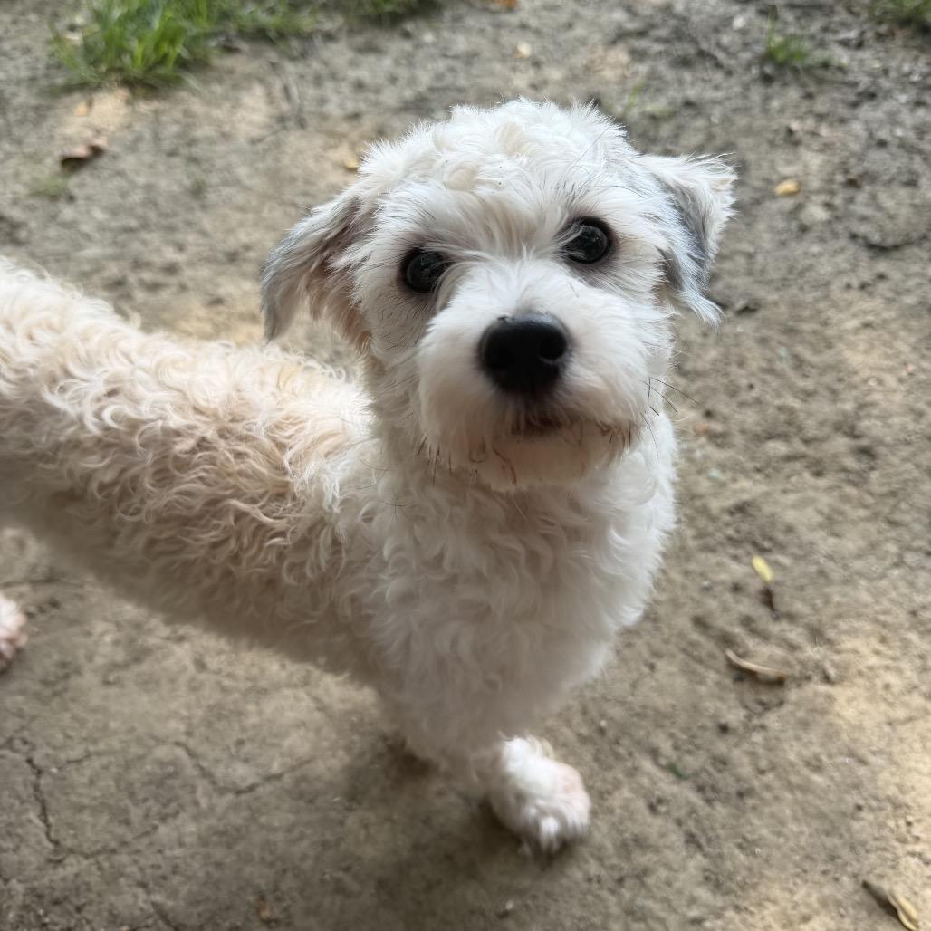 Enlarge Carl, a Adoptable Havanese in Cincinnati, OH image 3/3