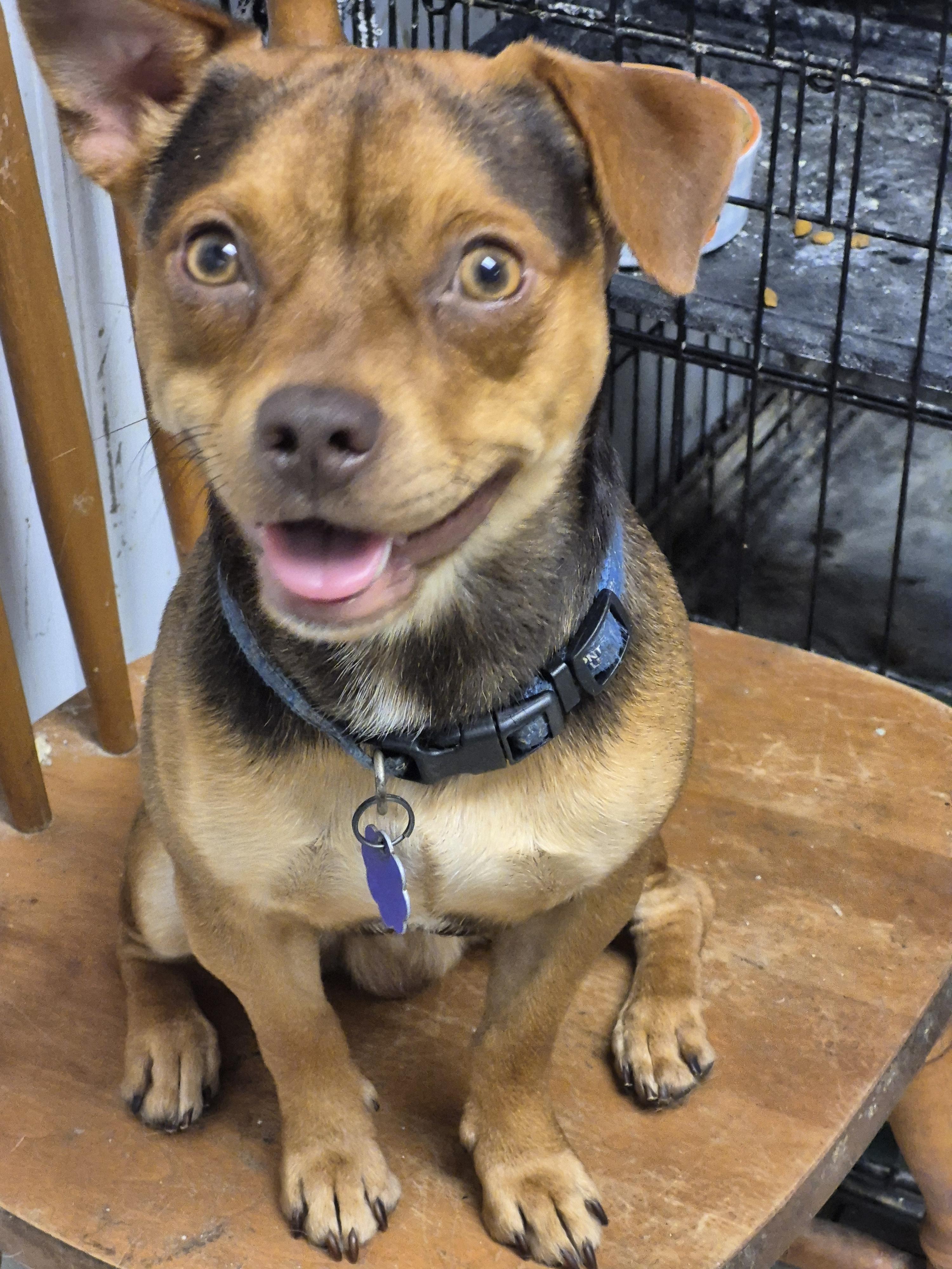 Enlarge Chico, a Adoptable mixed breed in Chatham, ON image 1/3