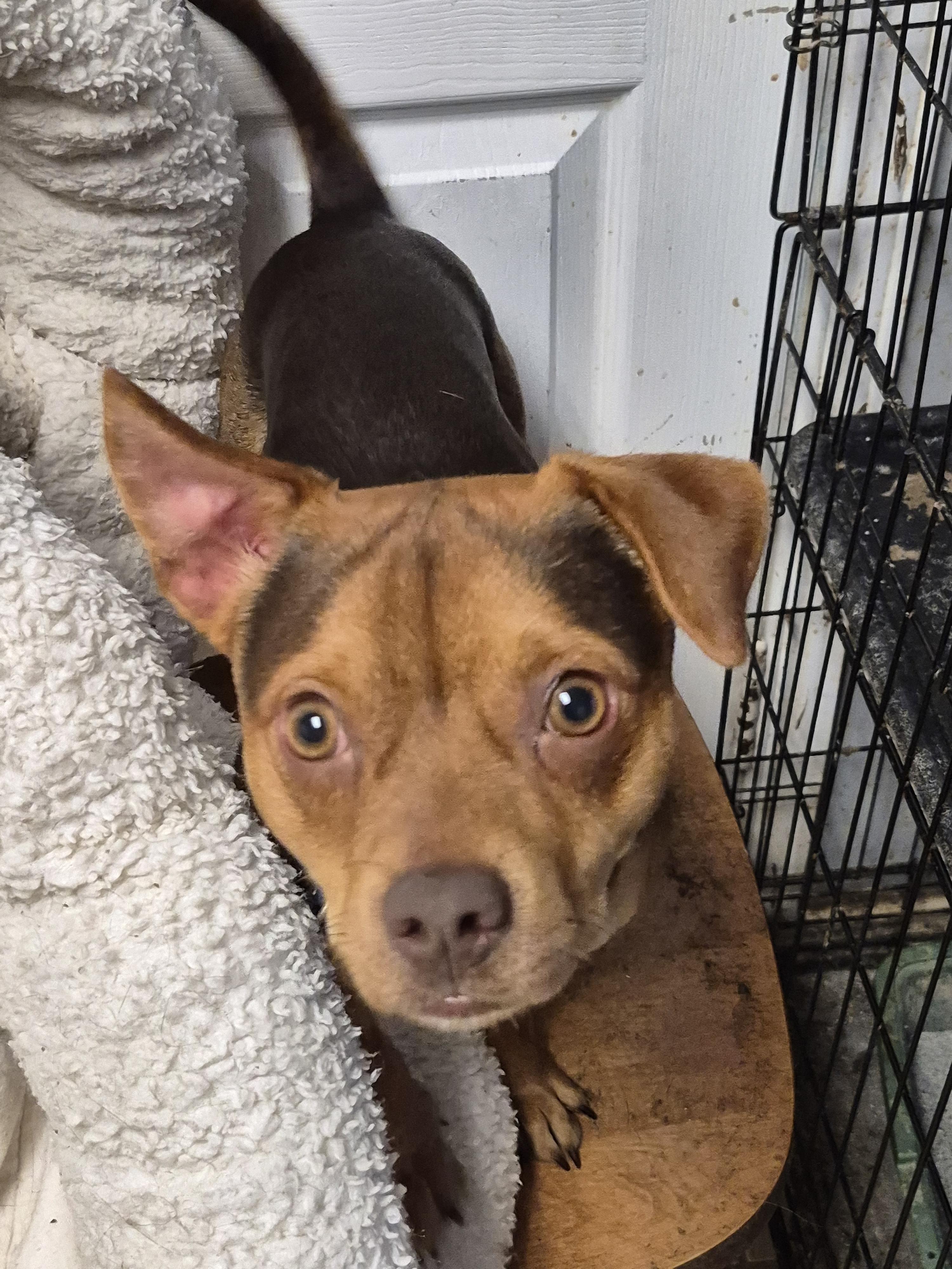 Enlarge Chico, a Adoptable mixed breed in Chatham, ON image 3/3