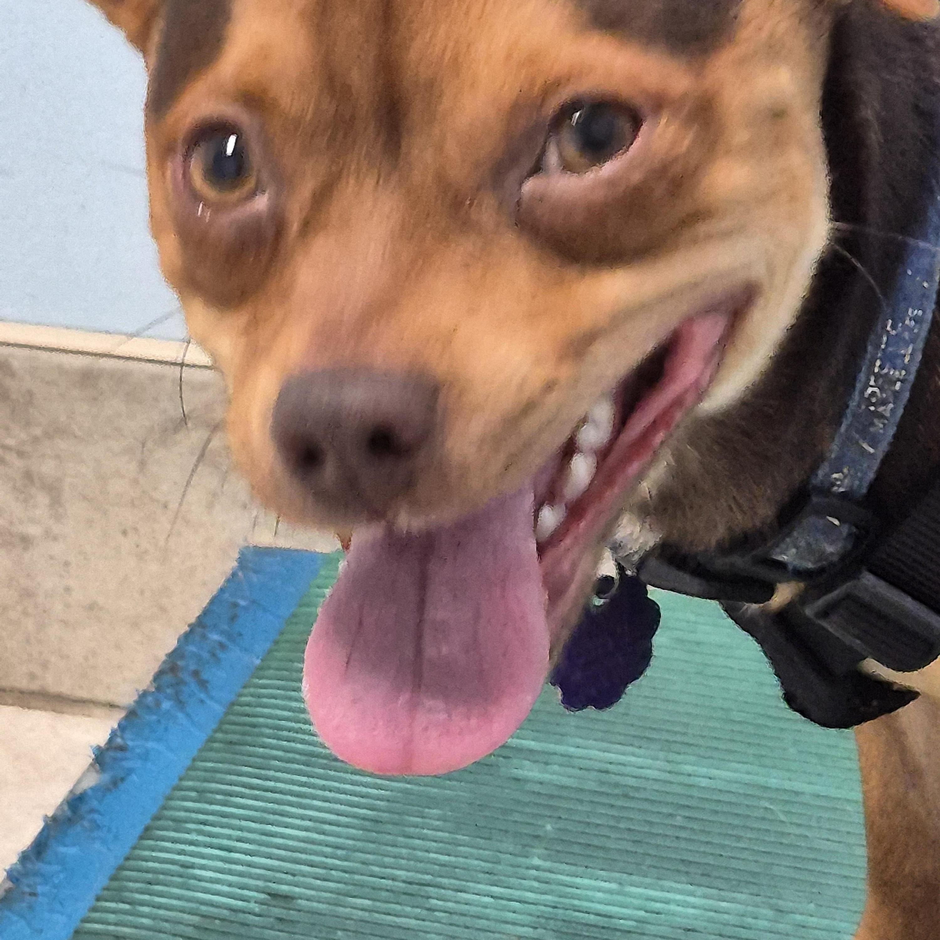 Enlarge Chico, a Adoptable mixed breed in Chatham, ON image 2/3