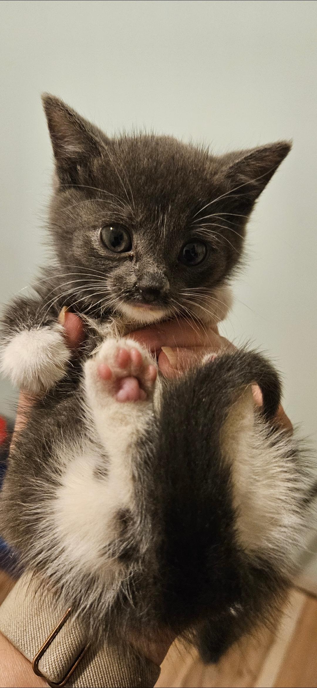 Comet, a Adopted Domestic Short Hair in Lafayette, IN image 1/3