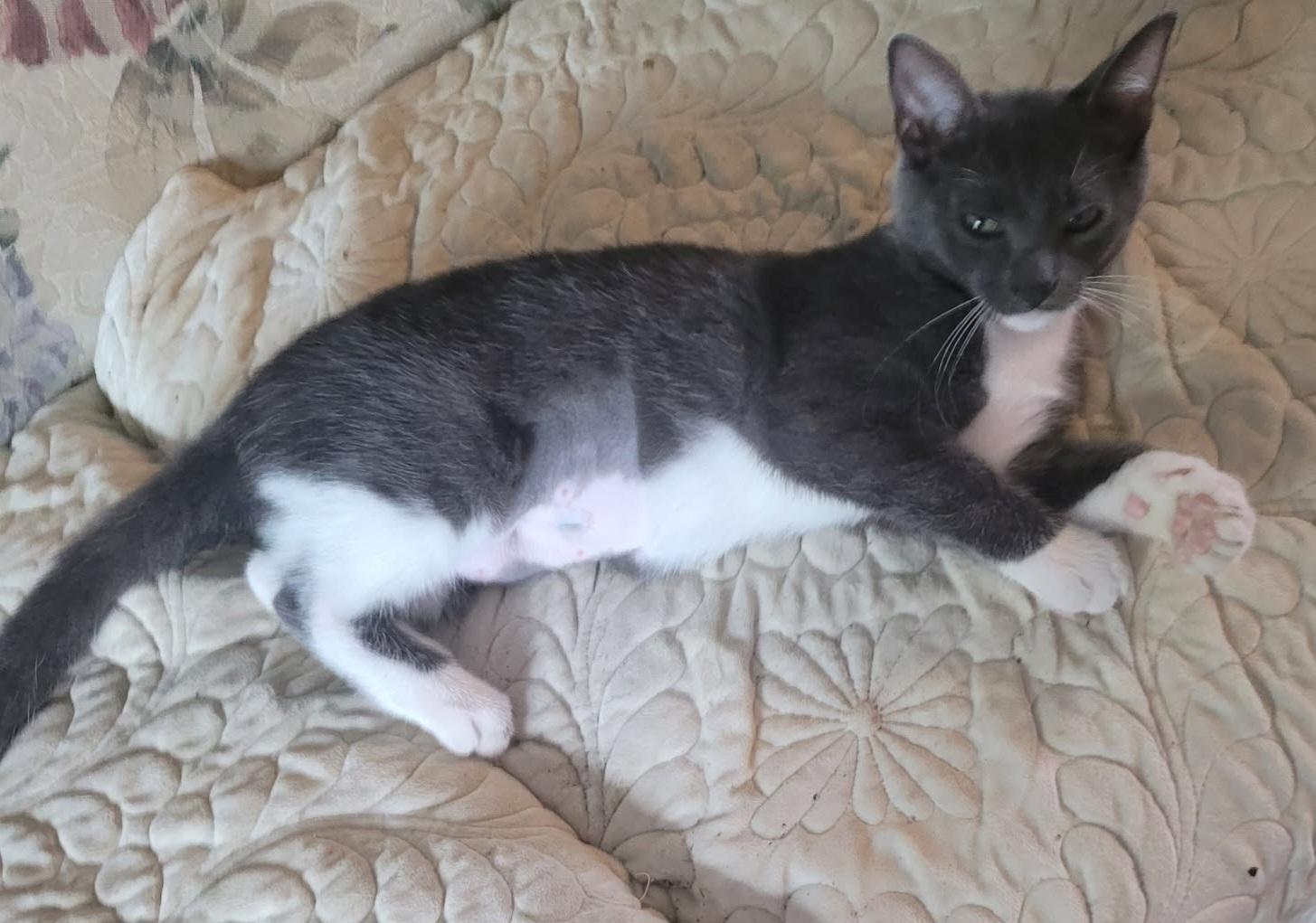 Comet, a Adopted Domestic Short Hair in Lafayette, IN image 2/3