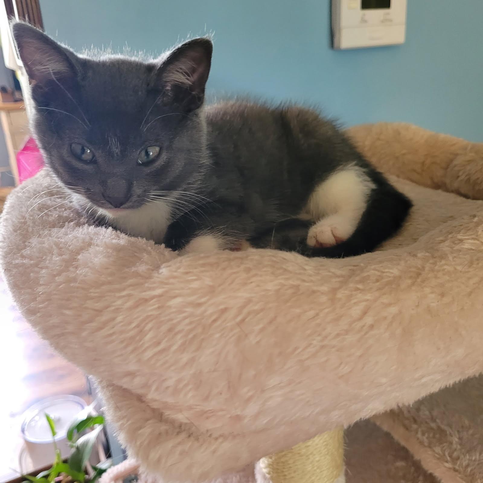 Comet, a Adopted Domestic Short Hair in Lafayette, IN image 3/3