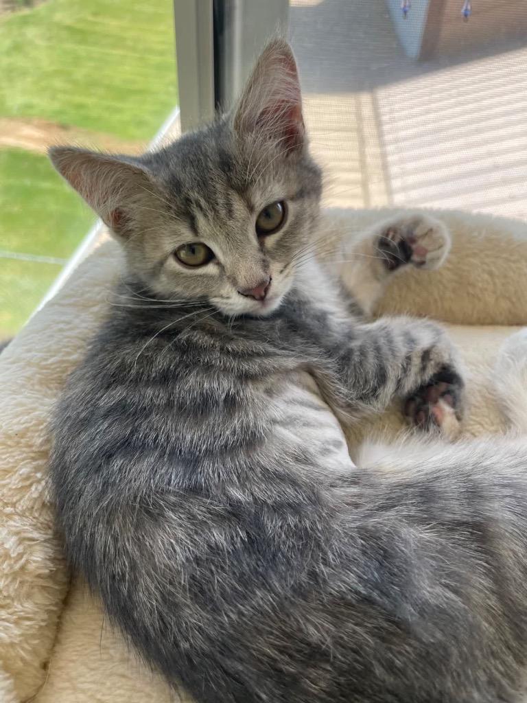 Mozzarella, Adoptable, Kitten Female Domestic Short Hair.