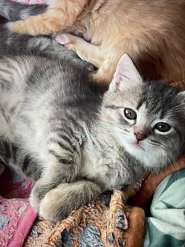 Enlarge Mozzarella, a Adoptable mixed breed in Johnson City, TN image 2/6