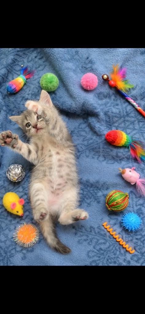Enlarge Mozzarella, a Adoptable mixed breed in Johnson City, TN image 4/6