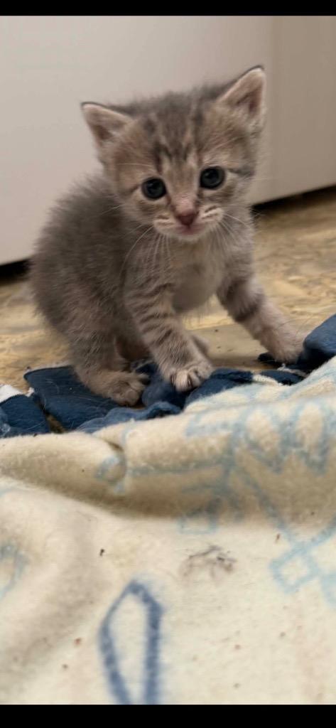 Enlarge Mozzarella, a Adoptable mixed breed in Johnson City, TN image 6/6