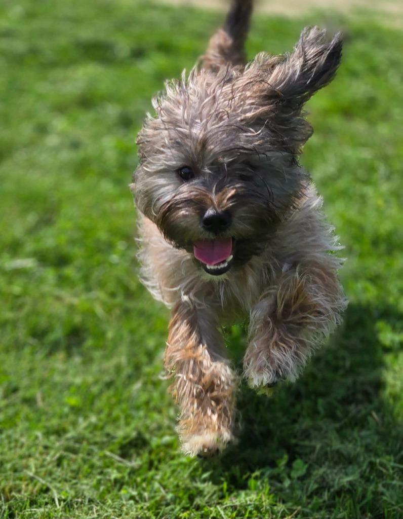 BEAR - BLUE COLLAR, Adoptable, Puppy Male Shih Tzu.