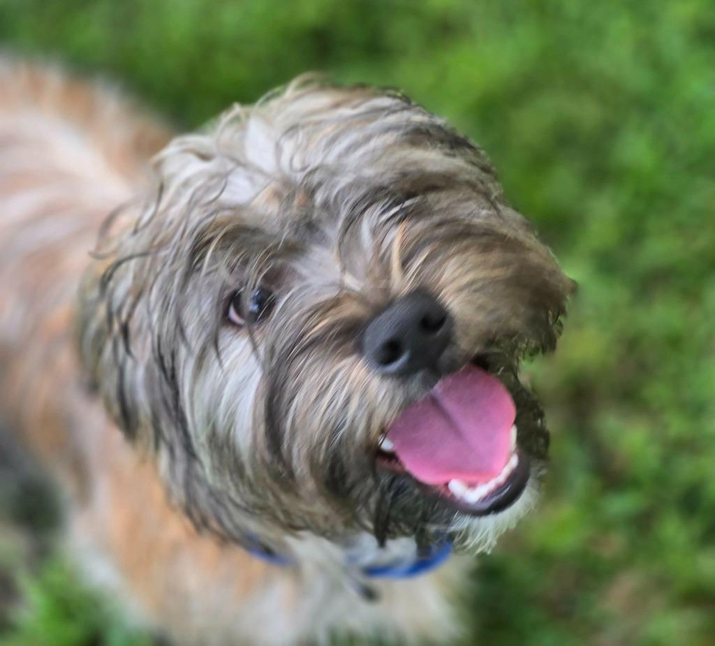 BEAR - BLUE COLLAR, a Adoptable Shih Tzu in Moberly, MO image 2/4