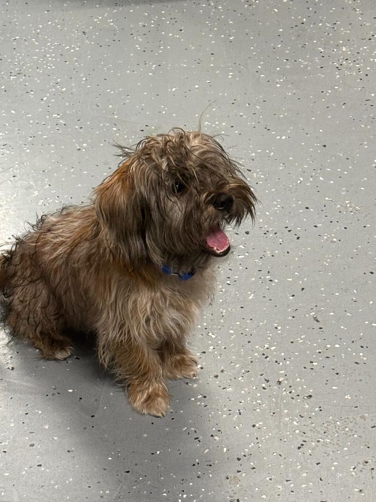 BEAR - BLUE COLLAR, a Adoptable Shih Tzu in Moberly, MO image 4/4