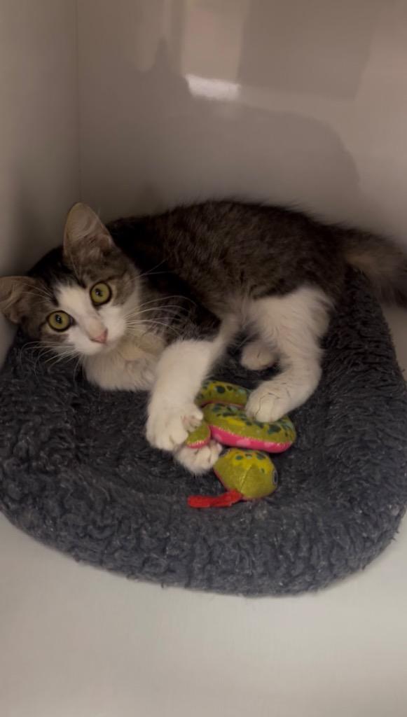 Paco, Adoptable, Kitten Male Domestic Long Hair.