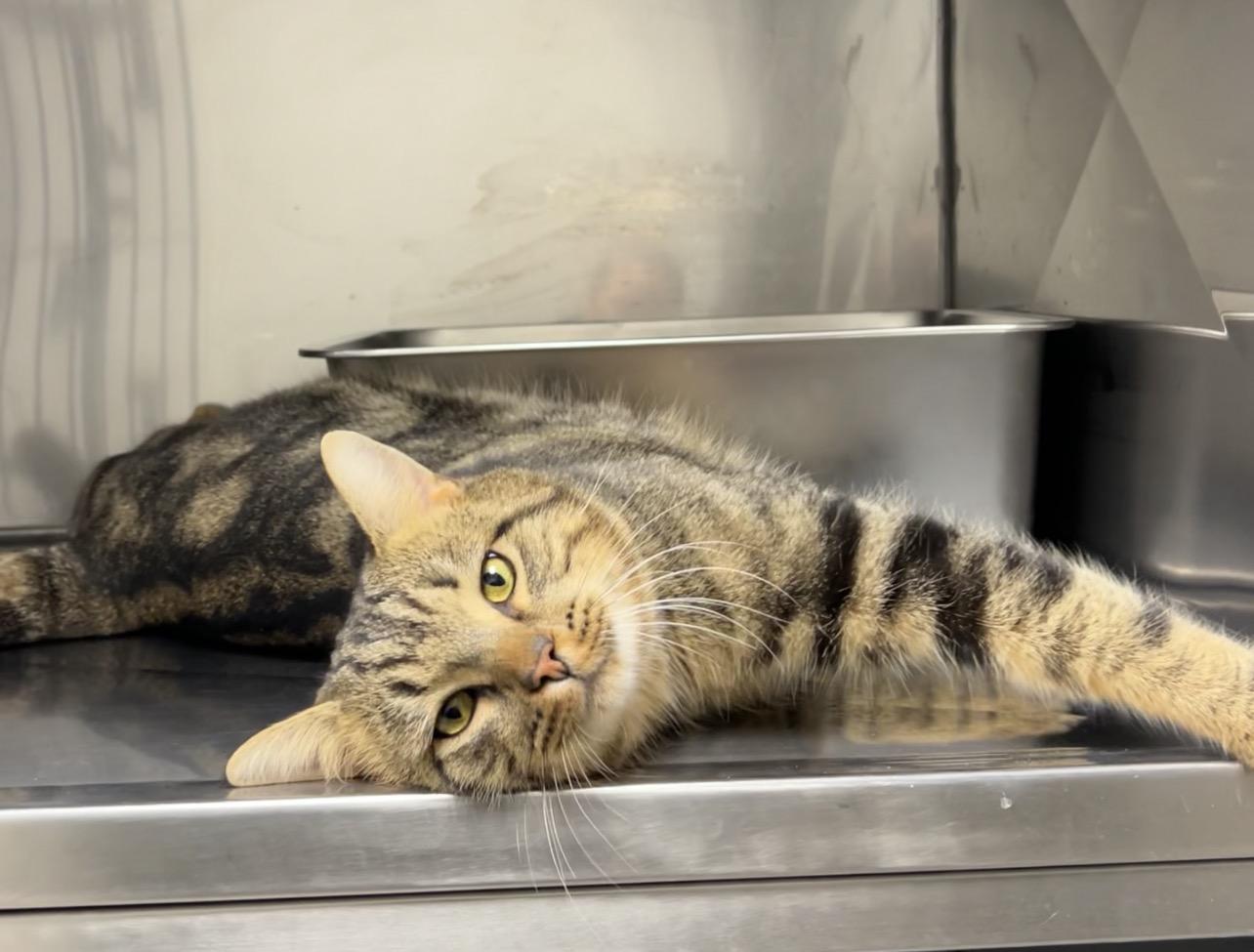 Enlarge Barracuda , a ADOPTABLE mixed breed in Montville, NJ image 2/3