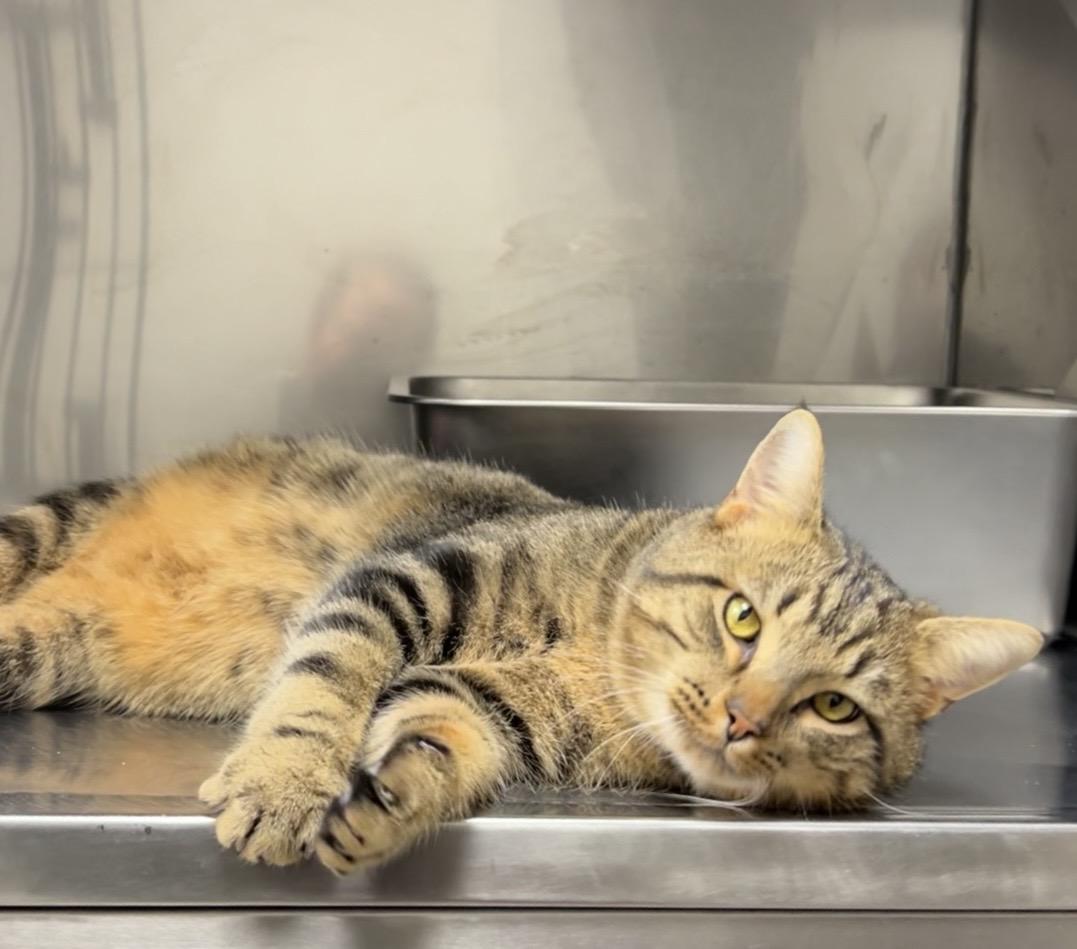 Enlarge Barracuda , a ADOPTABLE mixed breed in Montville, NJ image 1/3