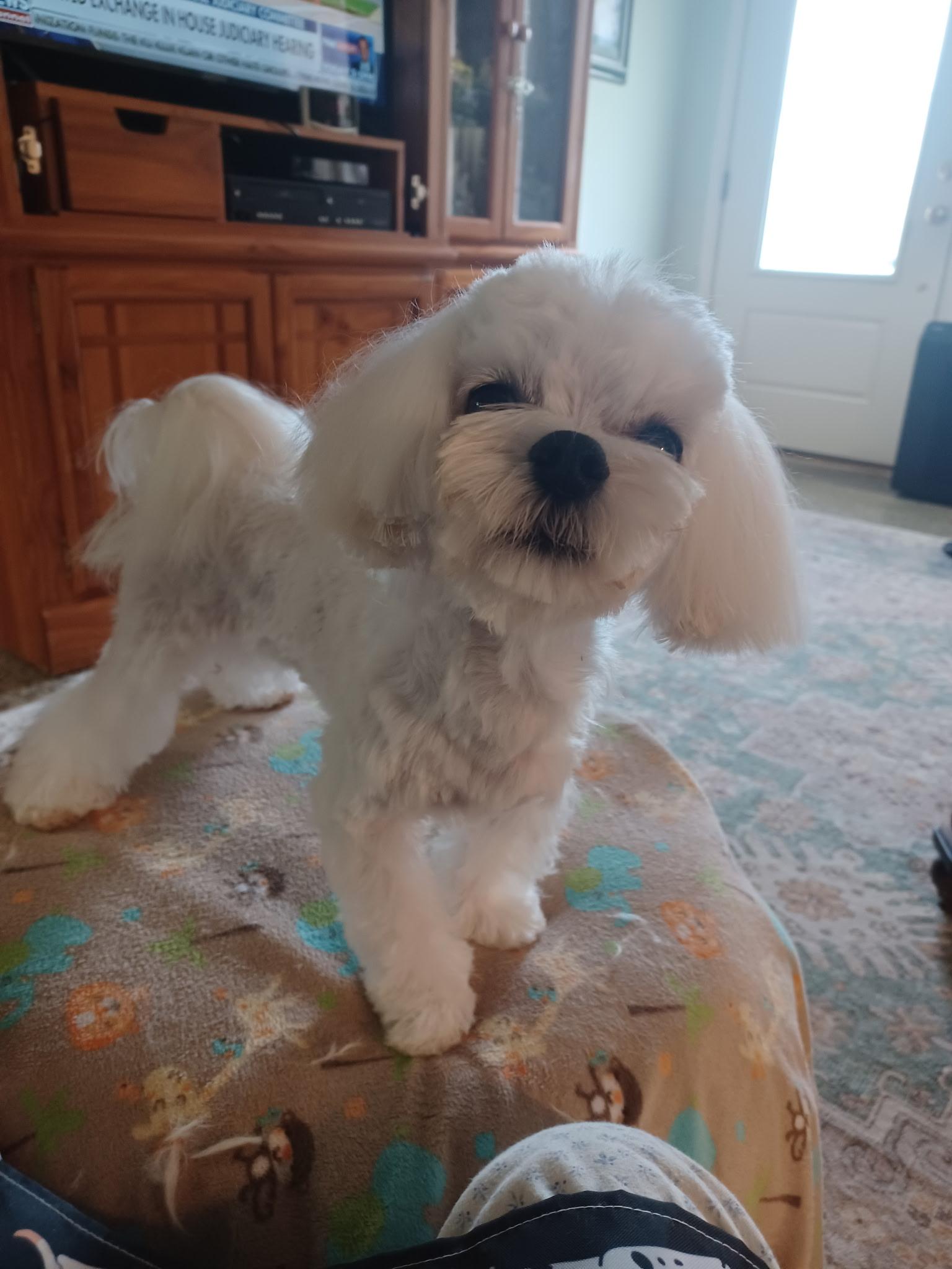 Romeo, an adopted Maltese in Maitland, FL image 2/4