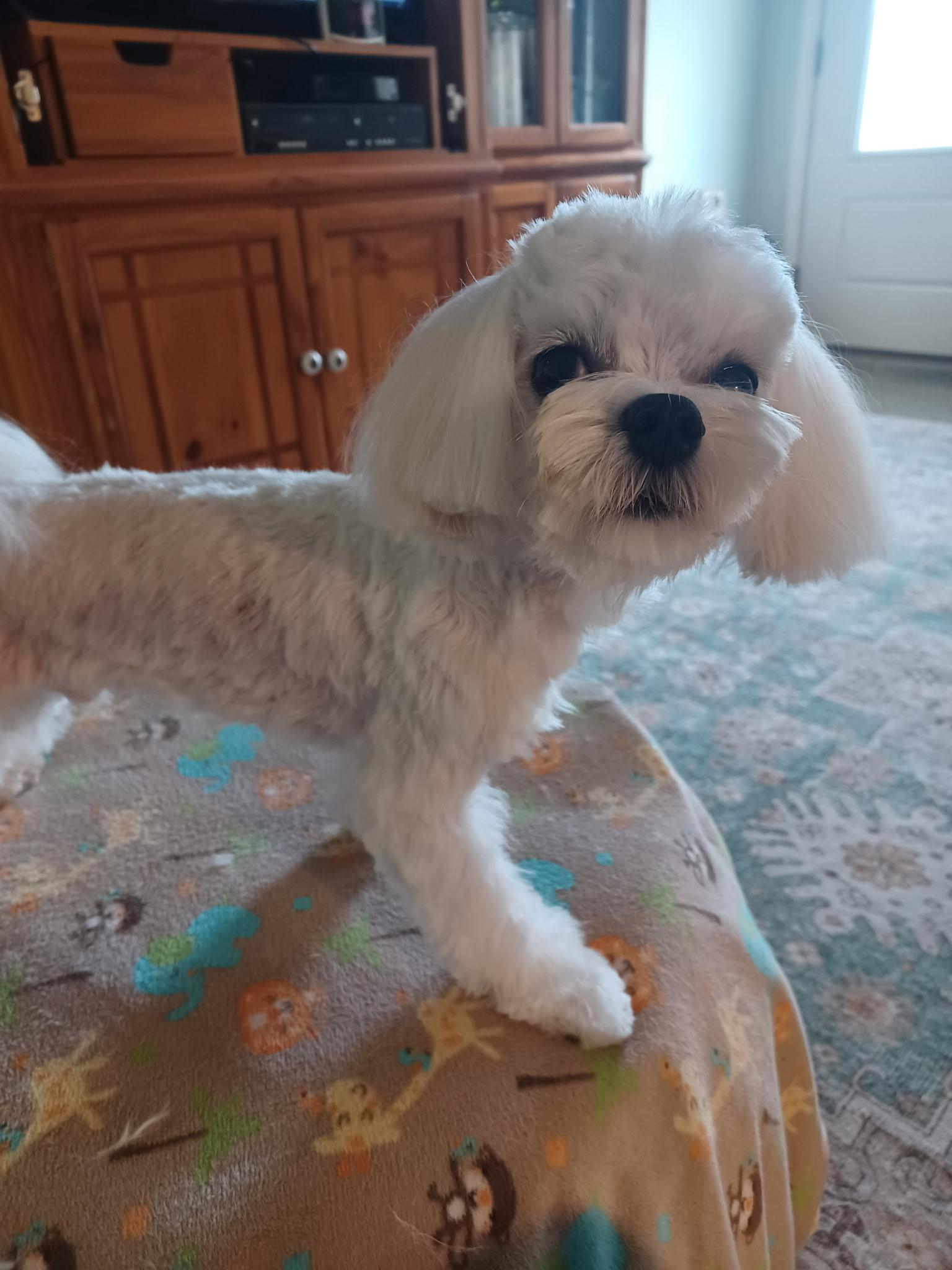 Romeo, adopted, Young Male Maltese.