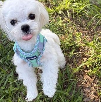 Romeo, an adopted Maltese in Maitland, FL image 4/4
