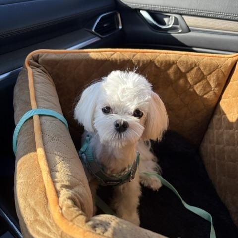 Romeo, an adopted Maltese in Maitland, FL image 3/4