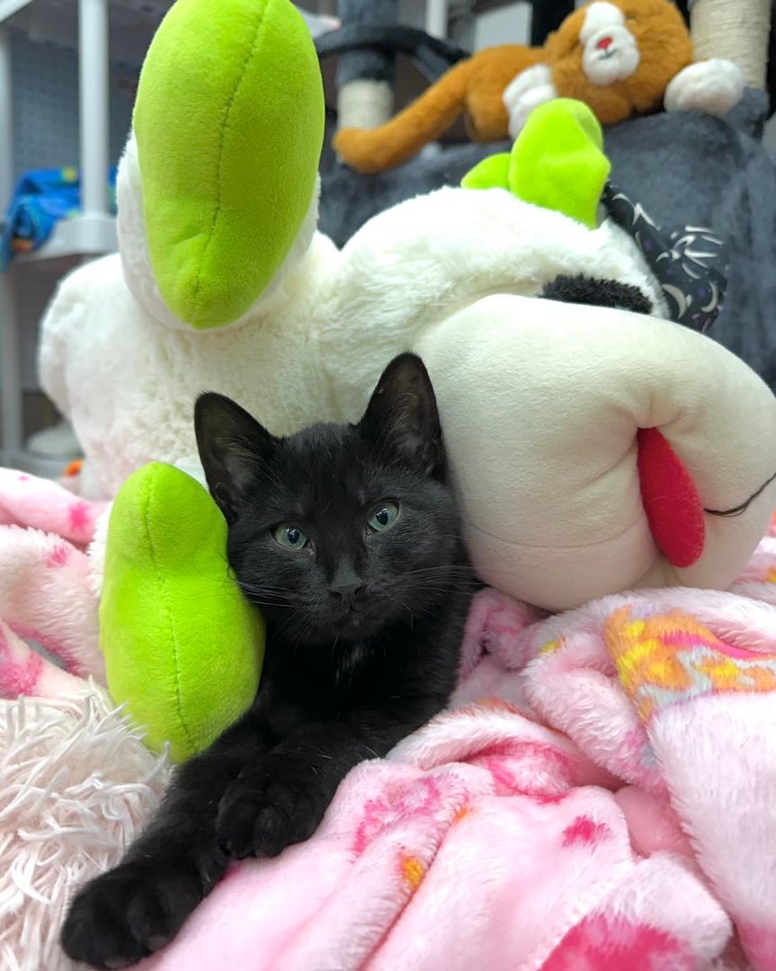 Enlarge Jeff Buckley, a Adopted Domestic Short Hair in Hamel, IL image 1/1