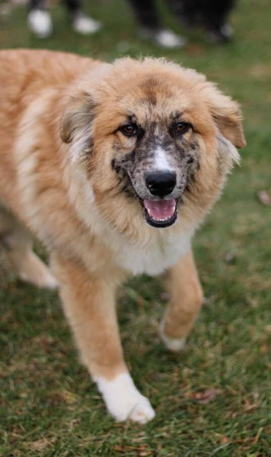 Wheeler, Adoptable, Puppy Male Belgian Shepherd / Malinois & Australian Cattle Dog / Blue Heeler.