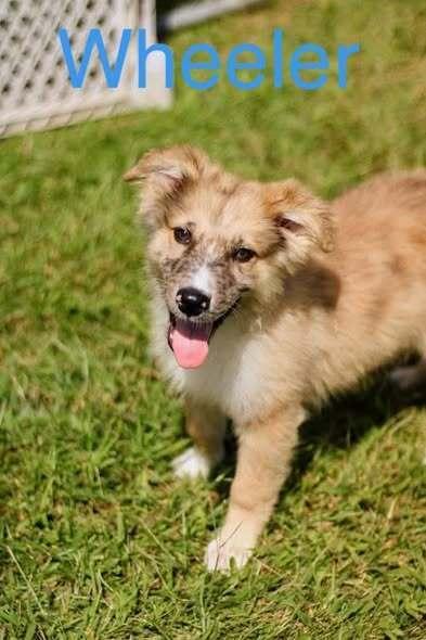 Wheeler, a Adoptable mixed breed in Coldwater, MI image 2/6