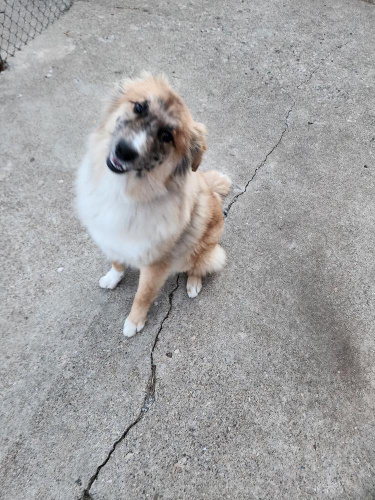 Wheeler, a Adoptable mixed breed in Coldwater, MI image 3/6