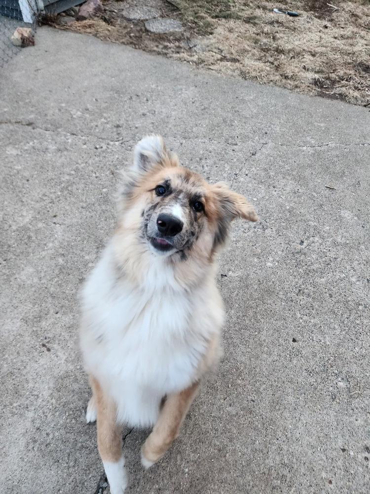 Wheeler, a Adoptable mixed breed in Coldwater, MI image 4/6