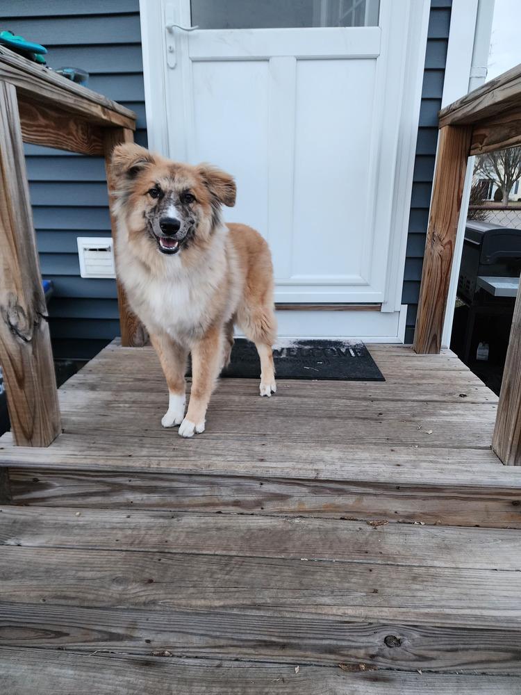 Wheeler, a Adoptable mixed breed in Coldwater, MI image 6/6