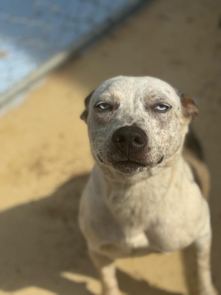 Elsa, a Adoptable mixed breed in Russellville, KY image 1/3