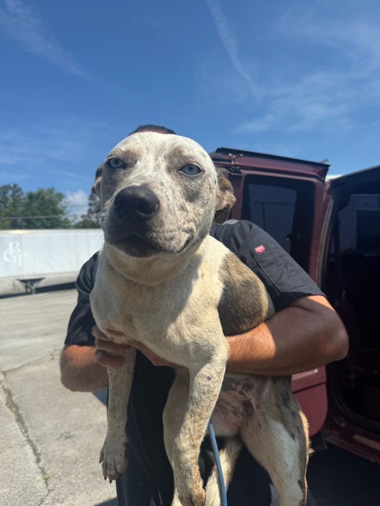 Elsa, a Adoptable mixed breed in Russellville, KY image 2/3