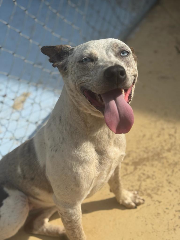 Elsa, a Adoptable mixed breed in Russellville, KY image 3/3