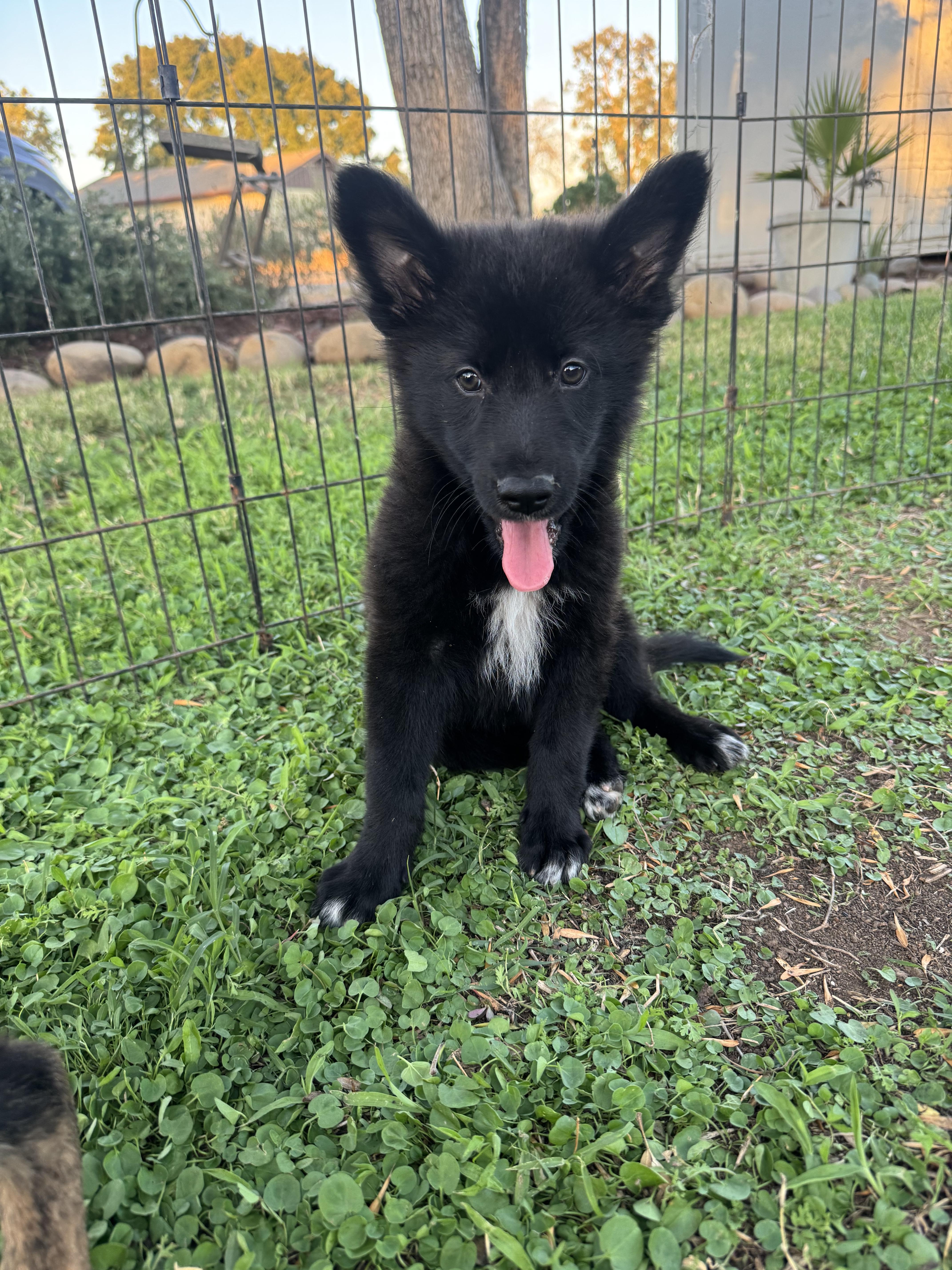 Enlarge Luke, a Adoptable mixed breed in Lincoln, CA image 2/2