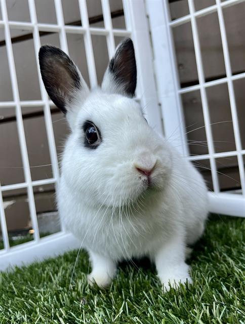 CITRUS, Adoptable, Young Female Bunny Rabbit.