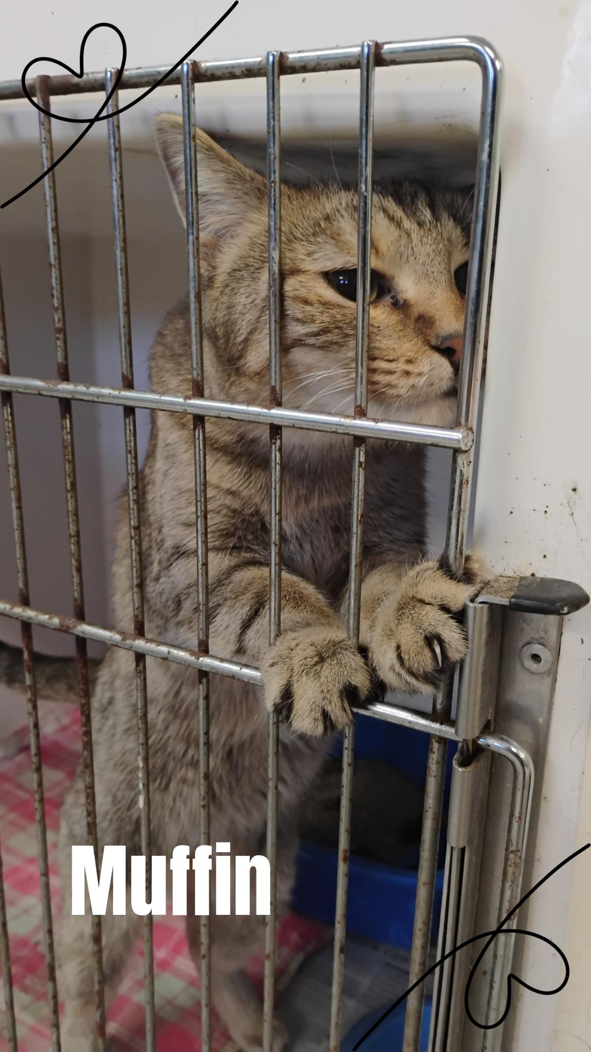 Muffin, Adoptable, Young Female Tabby.