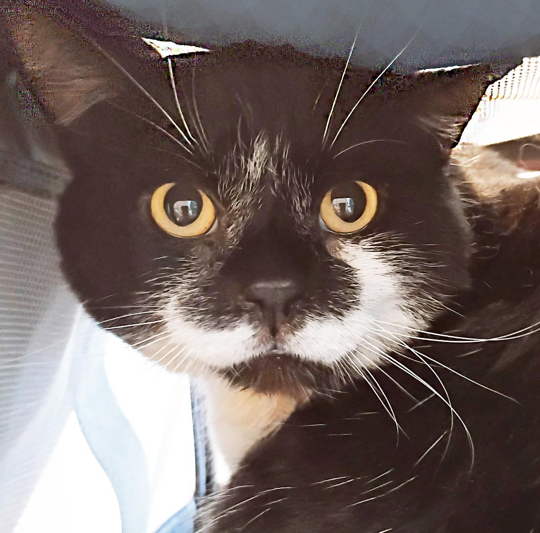 Sam Elliott, ADOPTABLE, Adult Male Domestic Short Hair.