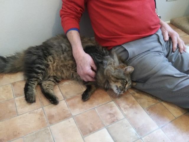 Enlarge George, an adopted mixed breed in Libby, MT image 4/4