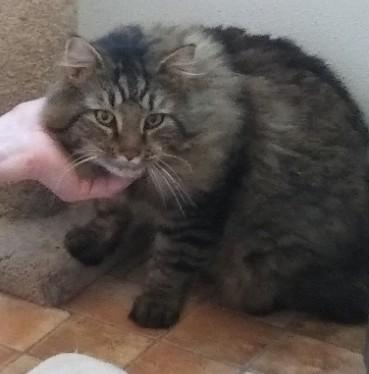 Enlarge George, an adopted mixed breed in Libby, MT image 3/4