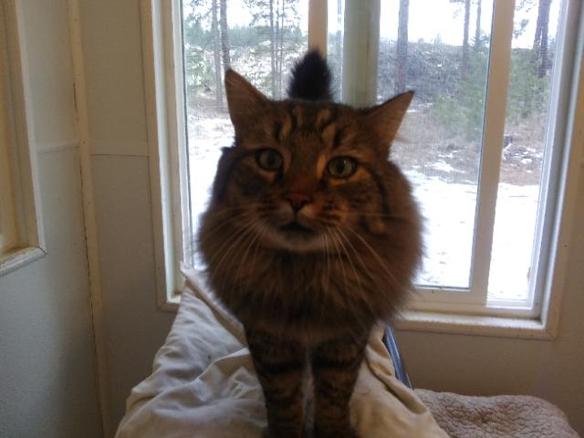 Enlarge George, an adopted mixed breed in Libby, MT image 2/4